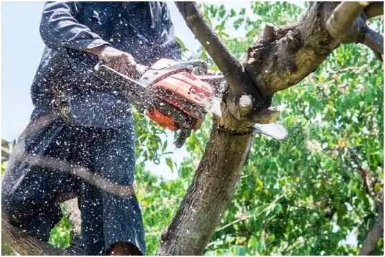 tree services Lucerne Mines